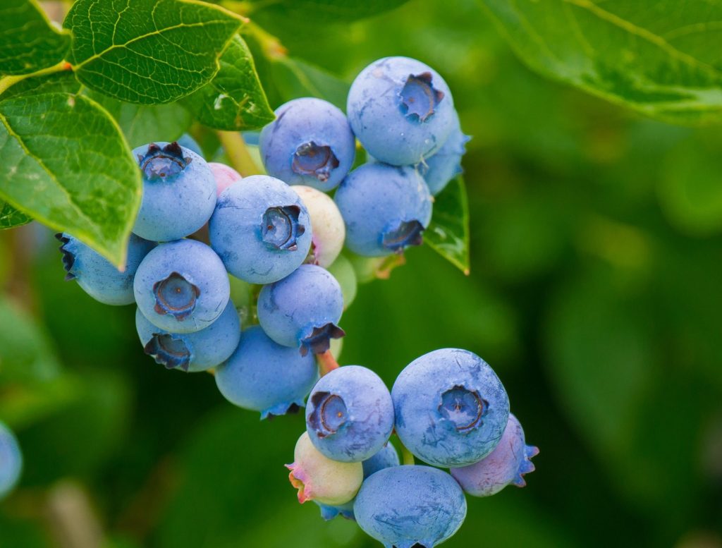 blueberry bliss broadfield berryfruit f09fab90