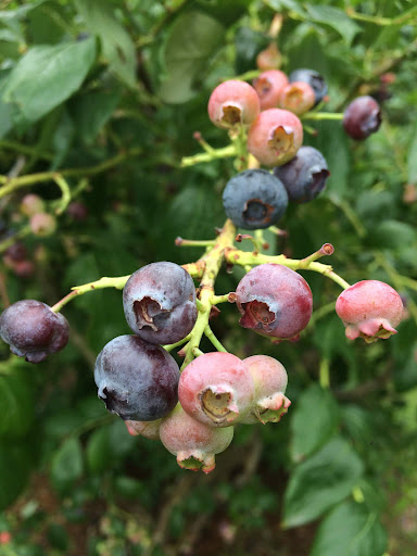 Blueberry Bliss - Broadfield Berryfruit 🫐