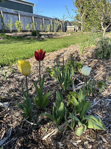 Fiordland Community Orchard